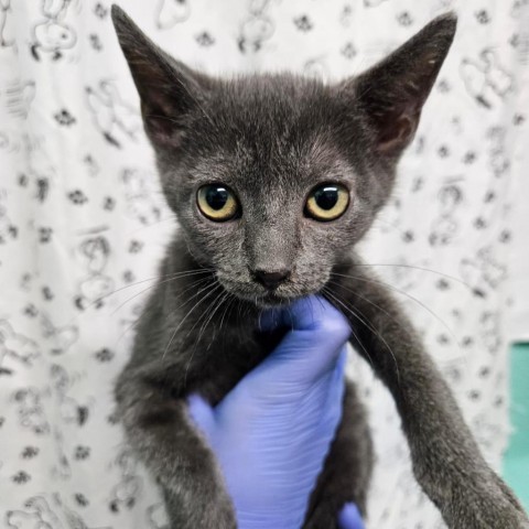 Luffy, an adoptable Domestic Short Hair in Guaynabo, PR, 00969 | Photo Image 2