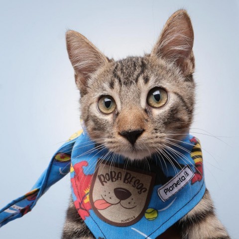 Pupy, an adoptable Domestic Short Hair in Guaynabo, PR, 00969 | Photo Image 1