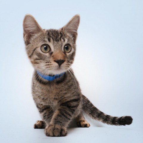 Pupy, an adoptable Domestic Short Hair in Guaynabo, PR, 00969 | Photo Image 2