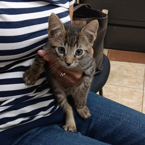 Pupy, an adoptable Domestic Short Hair in Guaynabo, PR, 00969 | Photo Image 3