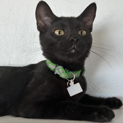 Zack, an adoptable Domestic Short Hair in Brawley, CA, 92227 | Photo Image 2