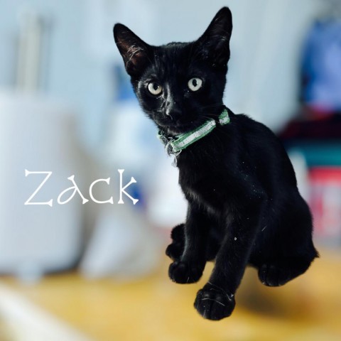 Zack, an adoptable Domestic Short Hair in Brawley, CA, 92227 | Photo Image 3