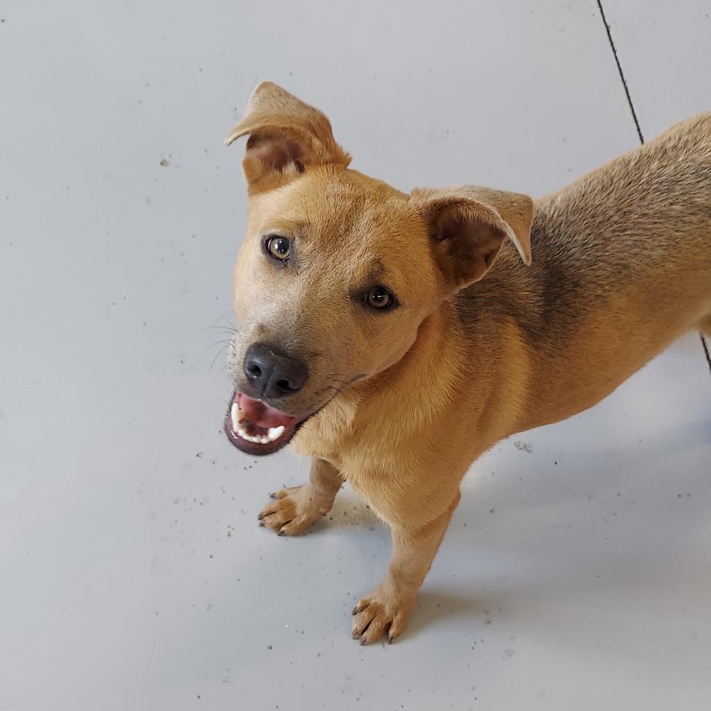 April, an adoptable Mixed Breed in Ponca City, OK, 74604 | Photo Image 1