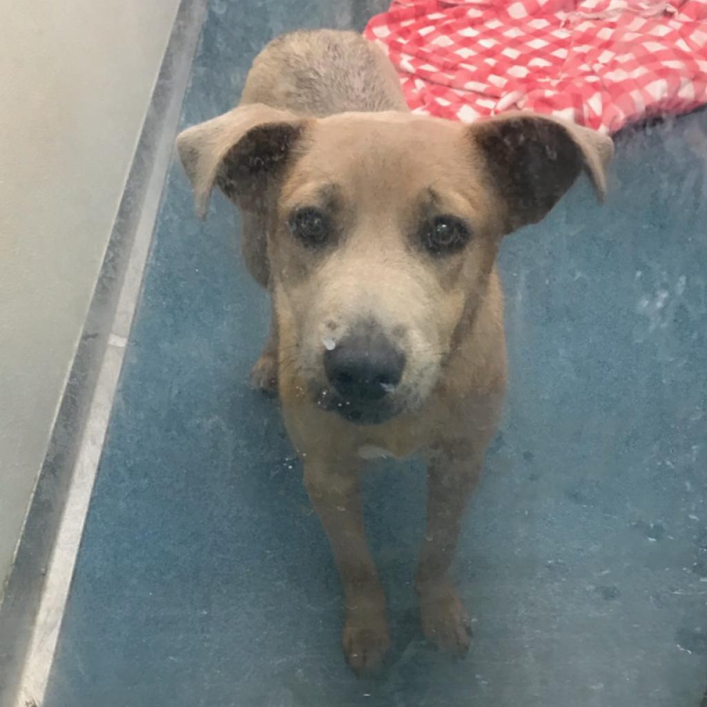 April, an adoptable Mixed Breed in Ponca City, OK, 74604 | Photo Image 2