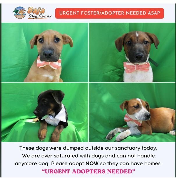 Help these poor dogs