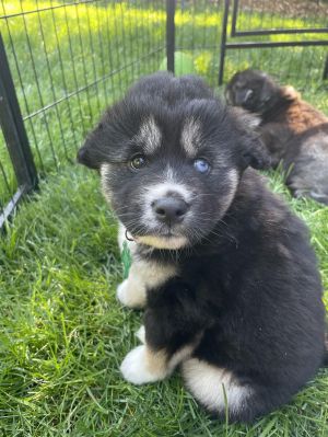 Animal Profile Cedar DOB 422024 is a female husky mix puppy who joined Dog Gone Seattle along w