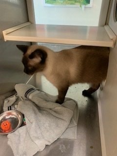 Max-A-Million 55486, an adoptable Siamese in Pampa, TX, 79065 | Photo Image 2