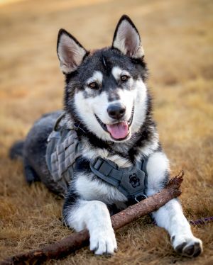 OAKLEY (Adoption Pending) Alaskan Malamute Dog