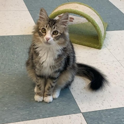 Serenity, an adoptable Domestic Medium Hair in Mount Shasta, CA, 96067 | Photo Image 1