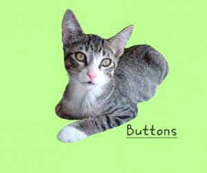 Buttons #loney-guy Tabby Cat