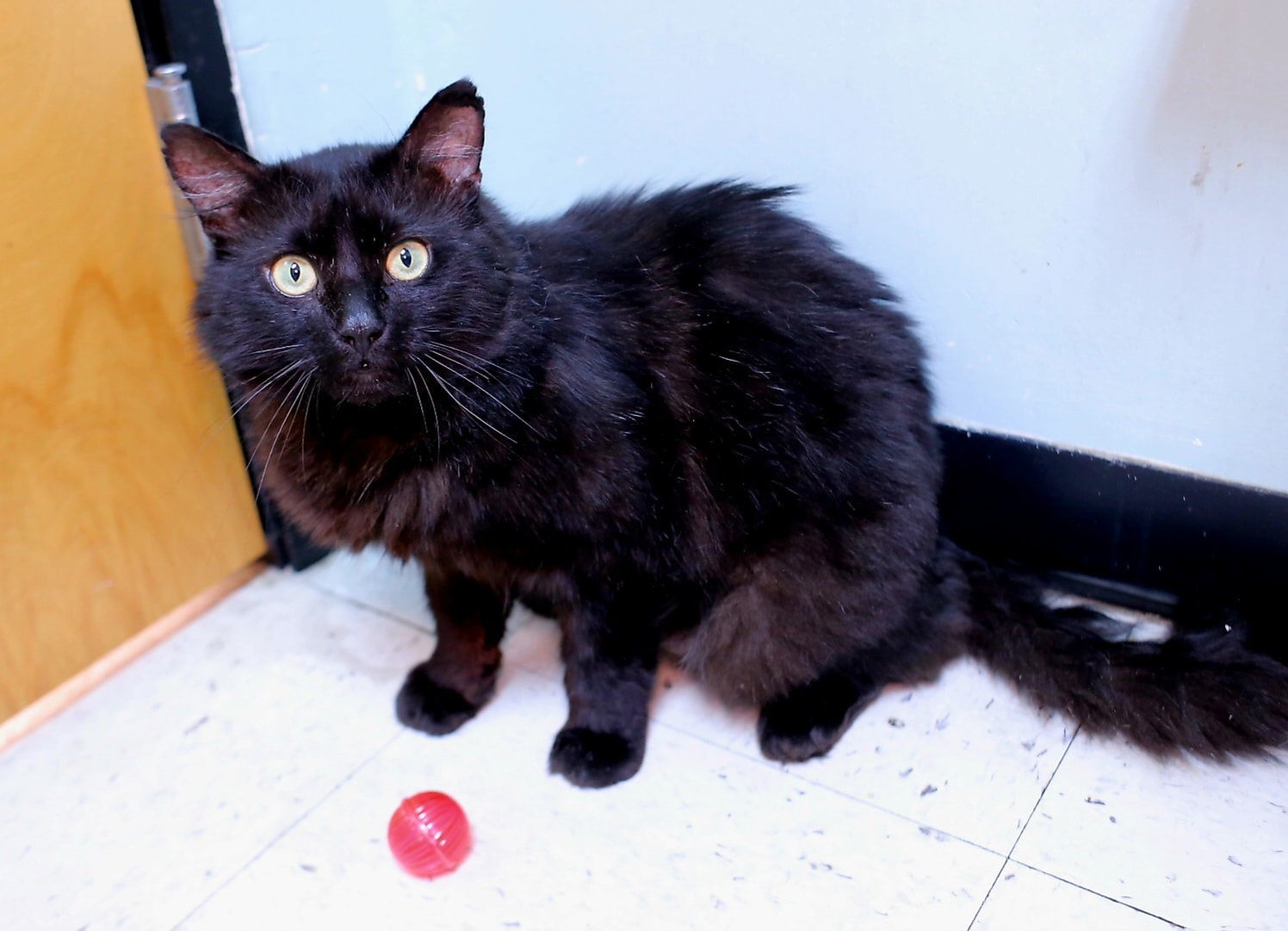 Ozzy, an adoptable Domestic Medium Hair in Salem, MA, 01970 | Photo Image 1