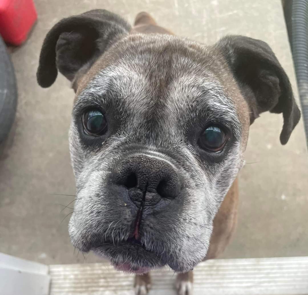 Kane, an adoptable Boxer in Owatonna, MN, 55060 | Photo Image 1