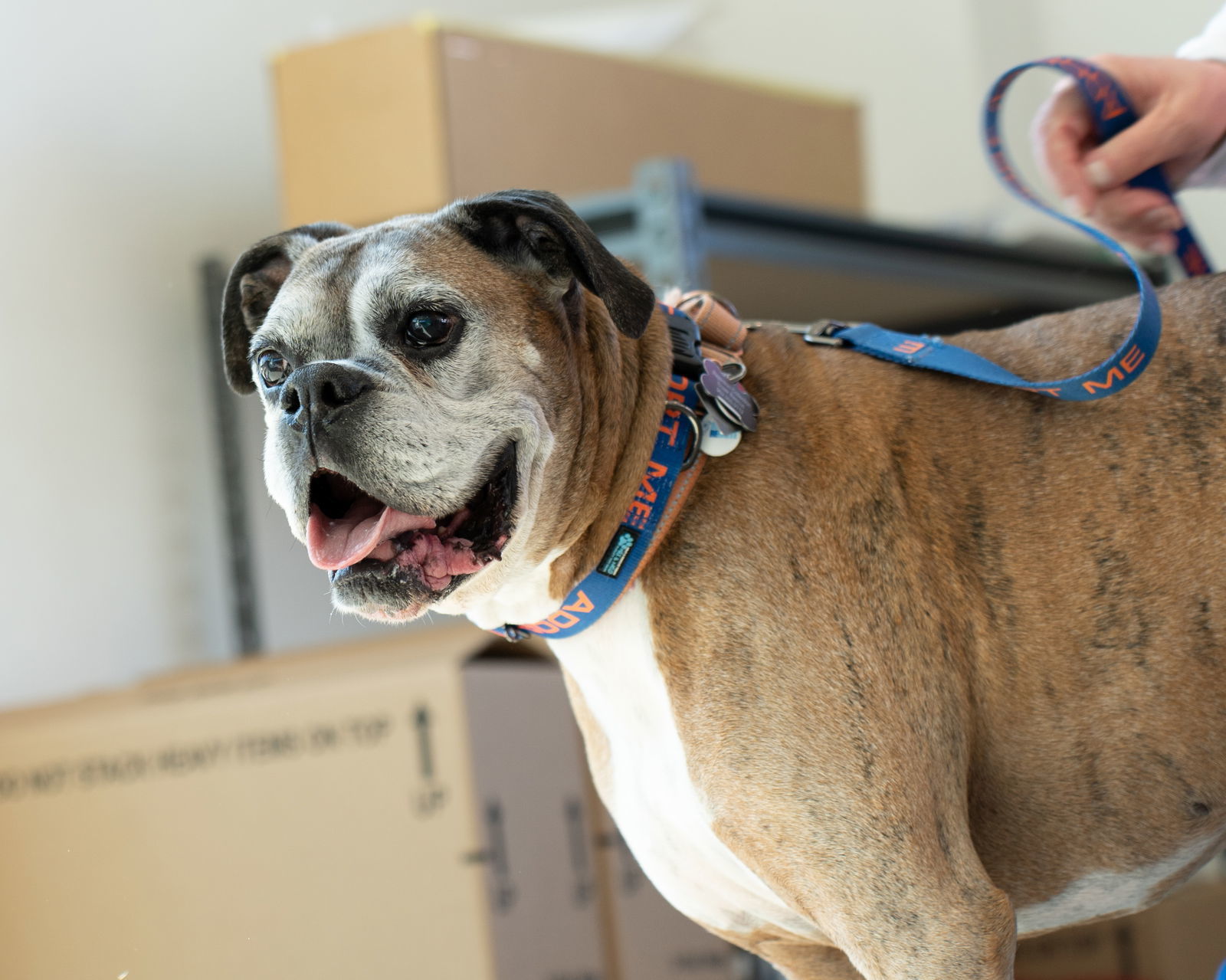 Kane, an adoptable Boxer in Owatonna, MN, 55060 | Photo Image 1