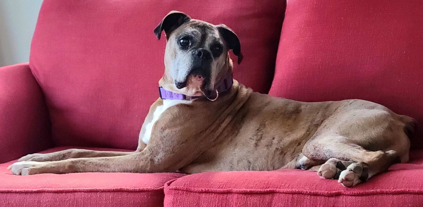 Kane, an adoptable Boxer in Owatonna, MN, 55060 | Photo Image 2