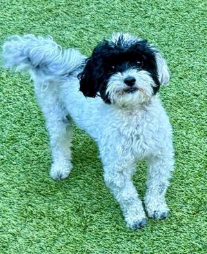Meet Cooper Cooper is an adorable Maltipoo who turns 2 in August 2024 Coop came from a loved home