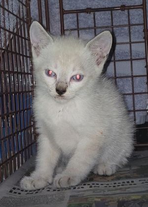 Sylvia, Baby Female Siamese