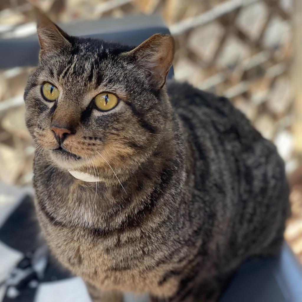 Pawstrami, an adoptable Domestic Short Hair in Tucson, AZ, 85711 | Photo Image 1