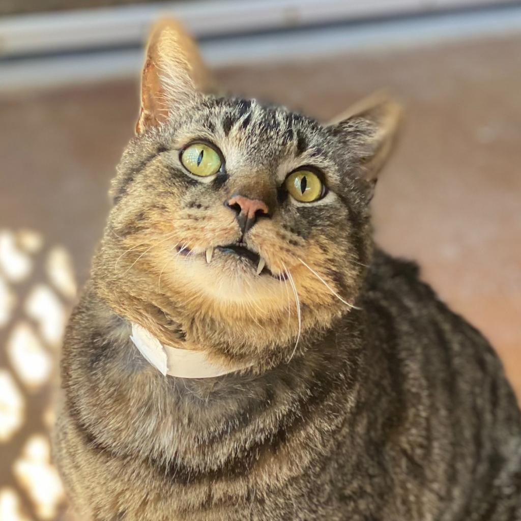 Pawstrami, an adoptable Domestic Short Hair in Tucson, AZ, 85711 | Photo Image 2
