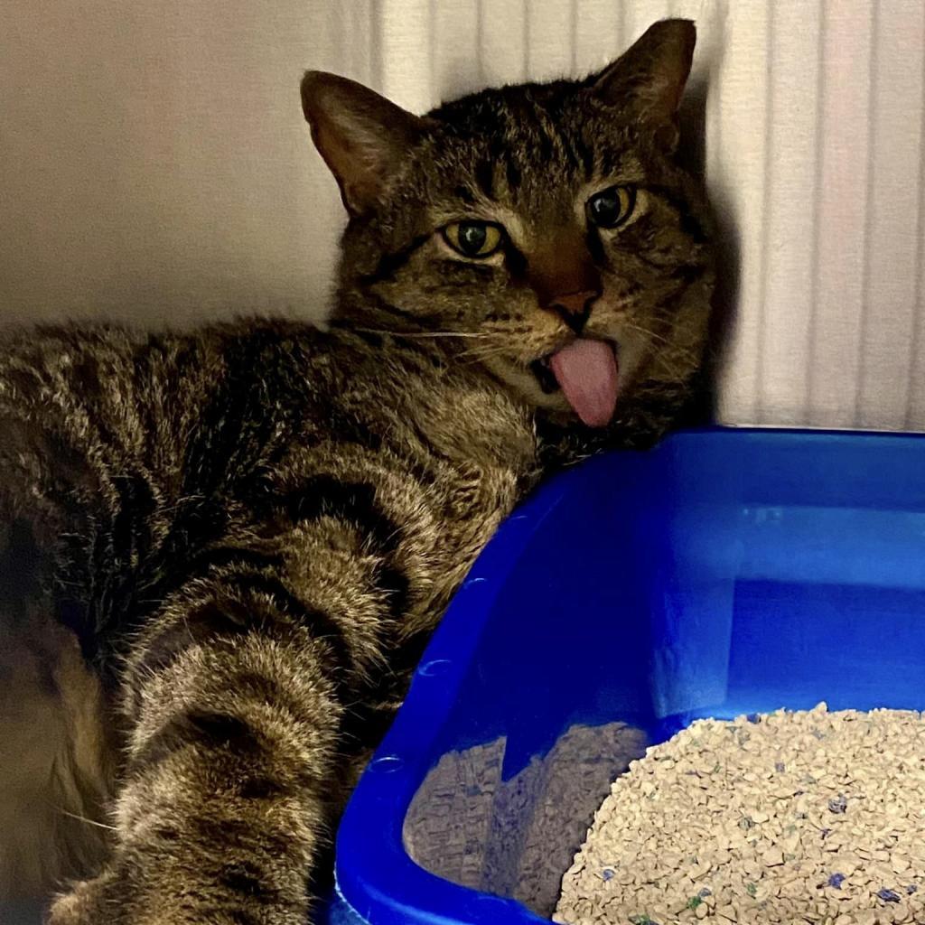 Pawstrami, an adoptable Domestic Short Hair in Tucson, AZ, 85711 | Photo Image 3