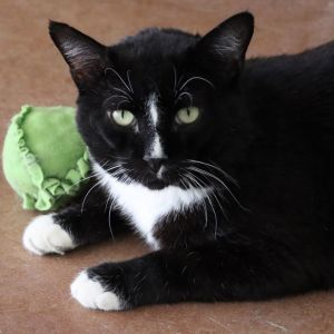 Jimmy John, Adult Male Domestic Short Hair