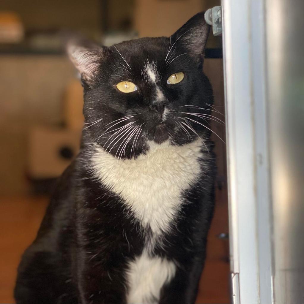 Jimmy John, an adoptable Domestic Short Hair in Tucson, AZ, 85711 | Photo Image 2