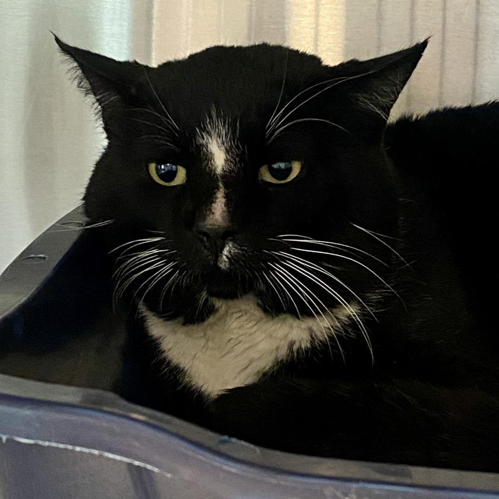 Jimmy John, an adoptable Domestic Short Hair in Tucson, AZ, 85711 | Photo Image 3