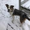 Jackson, an adoptable Australian Cattle Dog / Blue Heeler in Ada, MN, 56510 | Photo Image 4