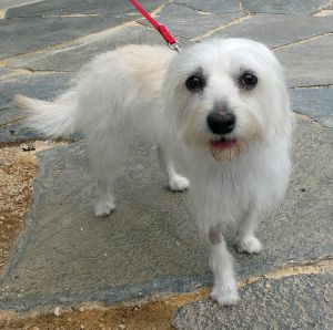 Ava is a gregarious MalteseTerrier mix who is only 2 years old and weighs 14 pounds This happy en