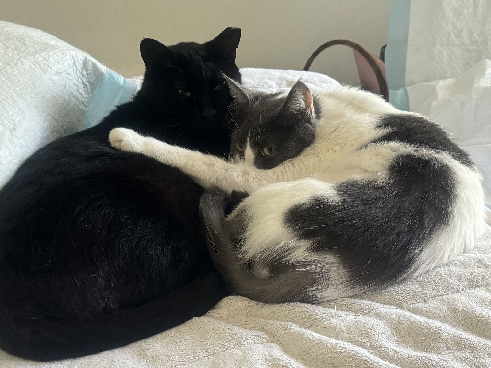 Zoe and Alex - bonded pair (Courtesy Post)