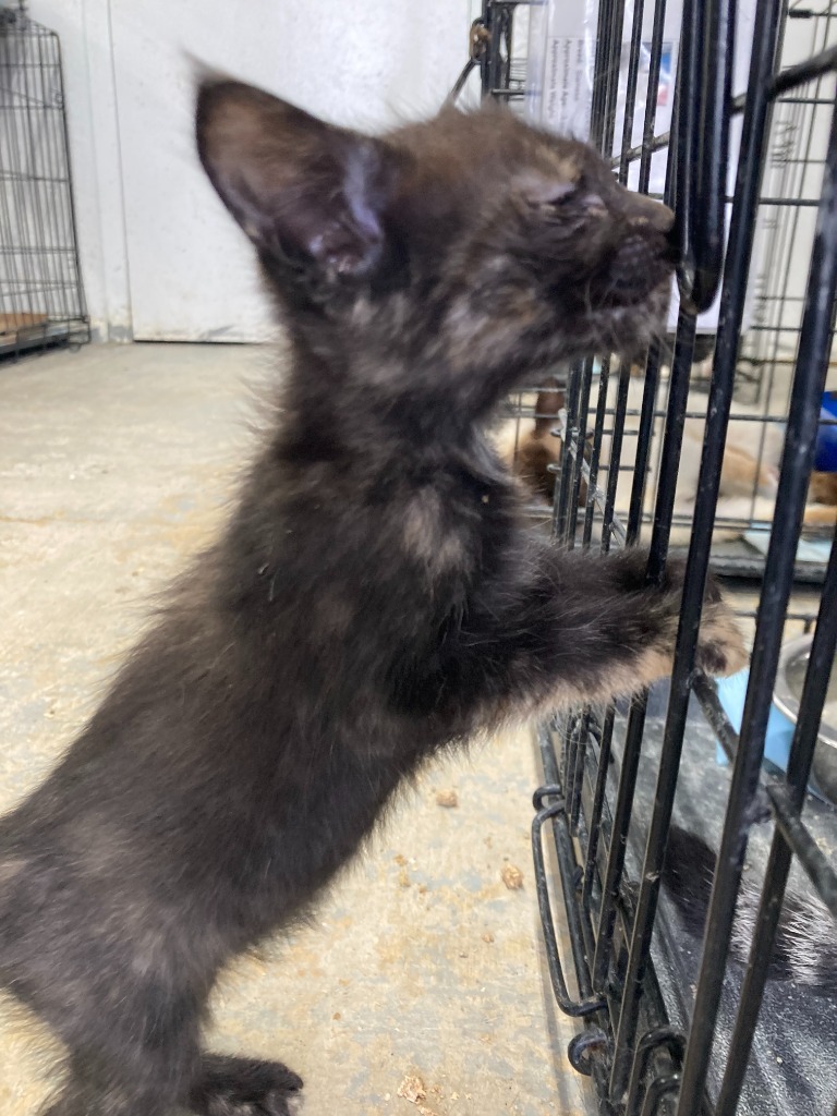 Gina, an adoptable Domestic Short Hair in Brownwood, TX, 76801 | Photo Image 1