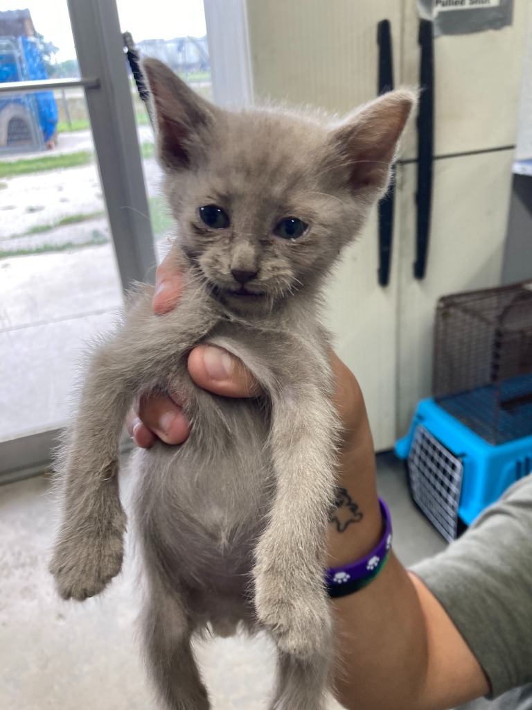 Dunk, an adoptable Domestic Short Hair in Brownwood, TX, 76801 | Photo Image 1