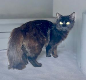 Crystal Domestic Medium Hair Cat