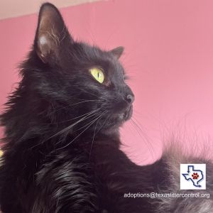 Cedric Domestic Medium Hair Cat
