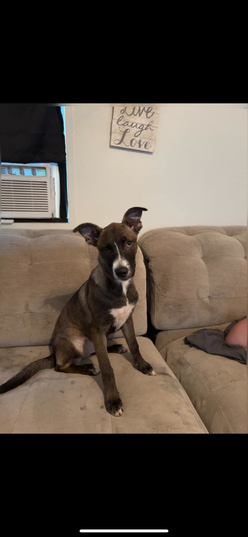 Mae, an adoptable American Staffordshire Terrier, Labrador Retriever in Orange Grove, TX, 78372 | Photo Image 1