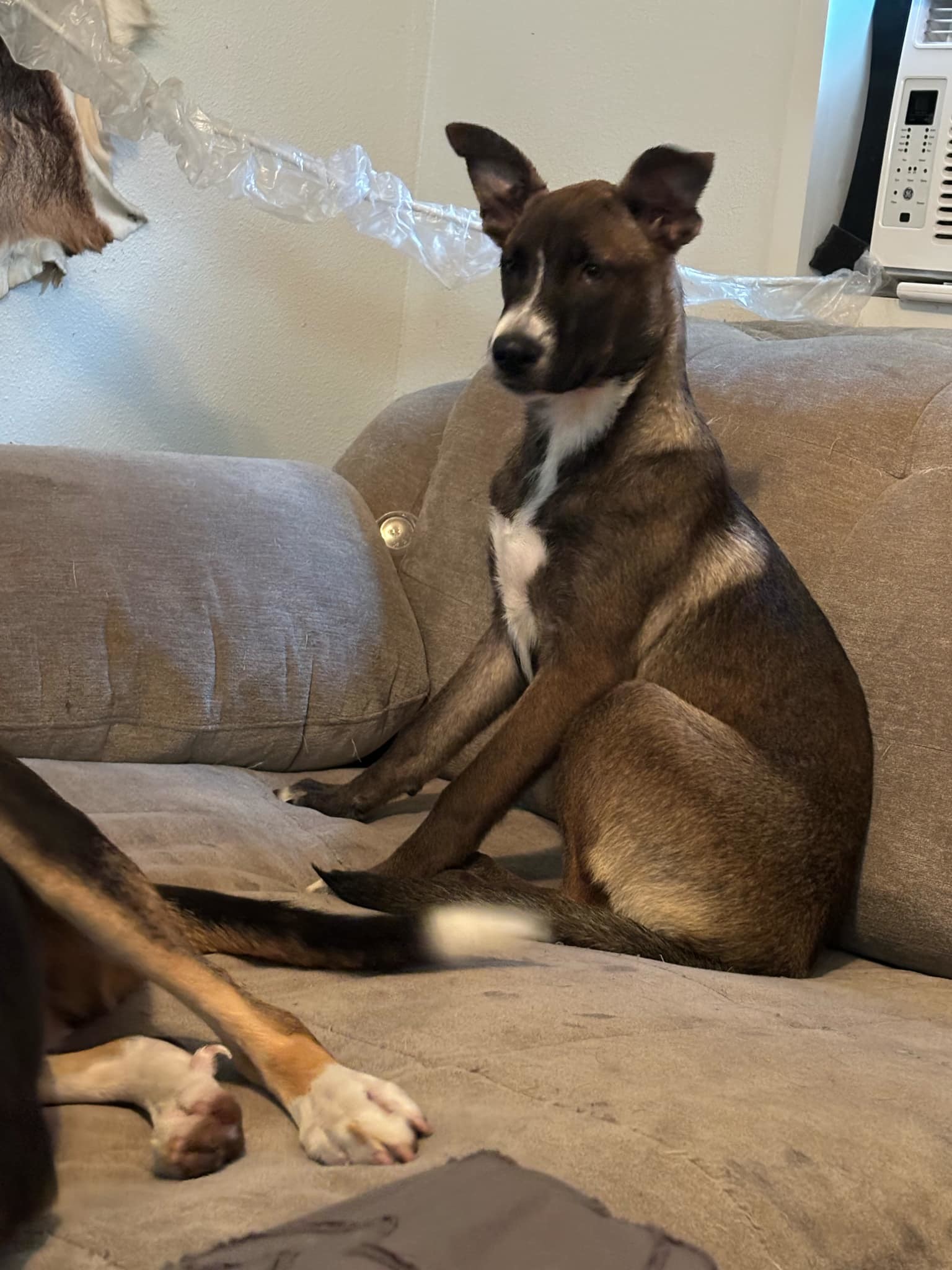 Mae, an adoptable American Staffordshire Terrier, Labrador Retriever in Orange Grove, TX, 78372 | Photo Image 2