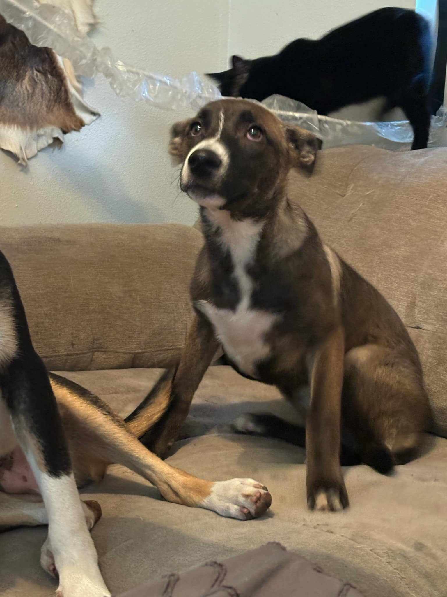 Mae, an adoptable American Staffordshire Terrier, Labrador Retriever in Orange Grove, TX, 78372 | Photo Image 3