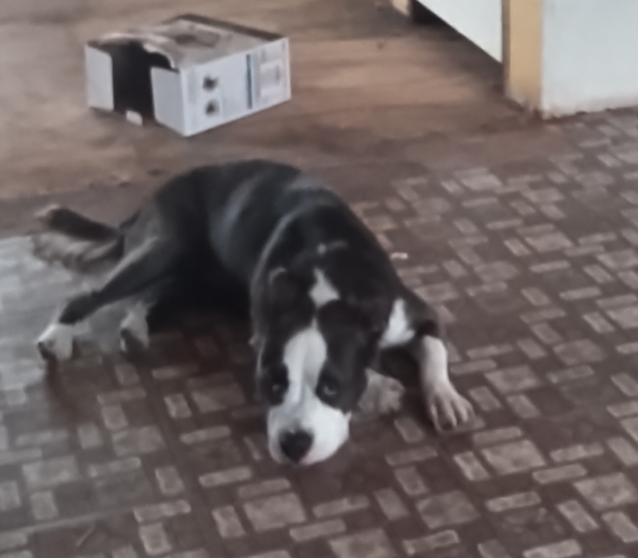 Cannoli, an adoptable Australian Shepherd, Cavalier King Charles Spaniel in Orange Grove, TX, 78372 | Photo Image 2