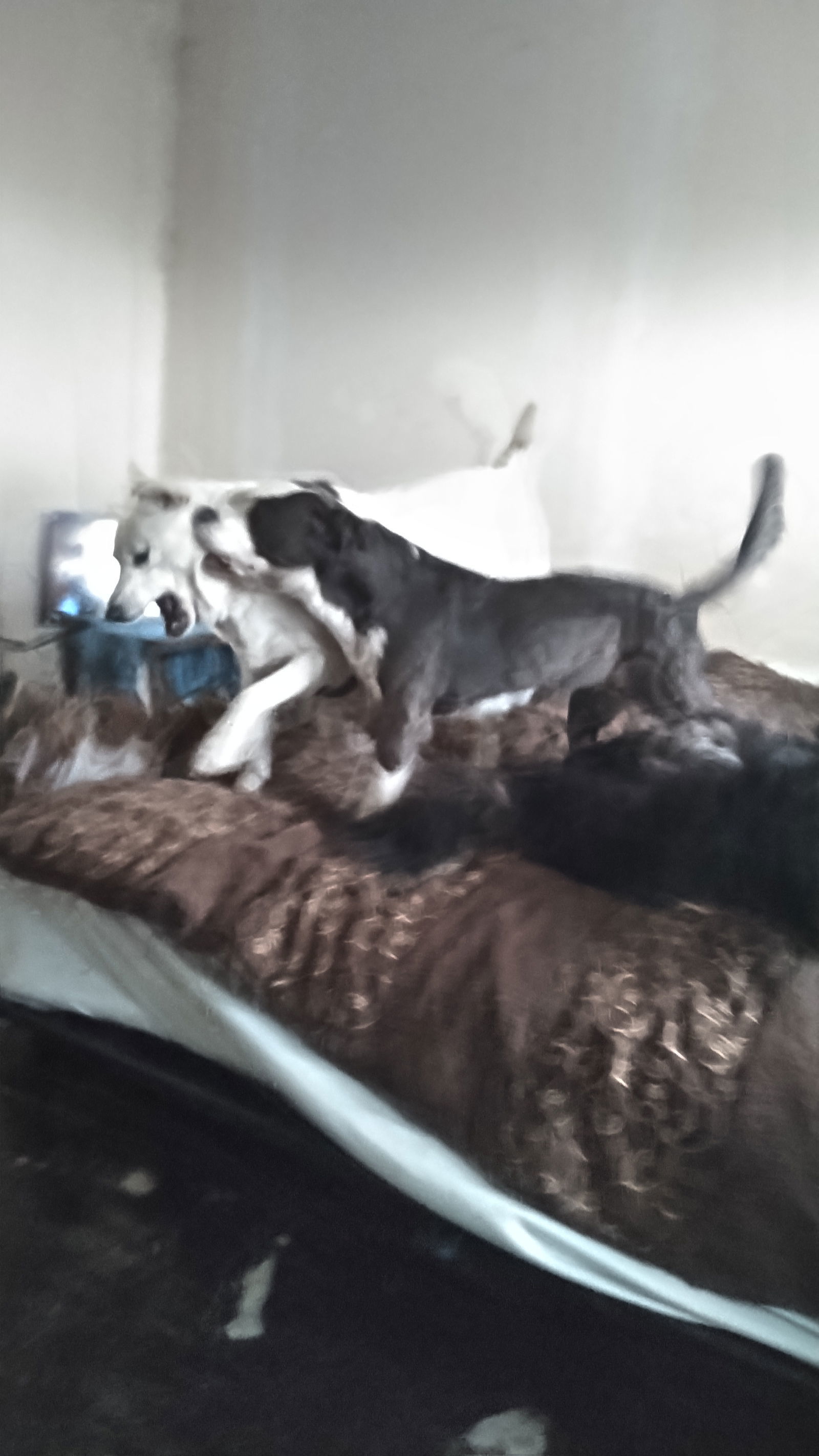 Cannoli, an adoptable Australian Shepherd, Cavalier King Charles Spaniel in Orange Grove, TX, 78372 | Photo Image 3