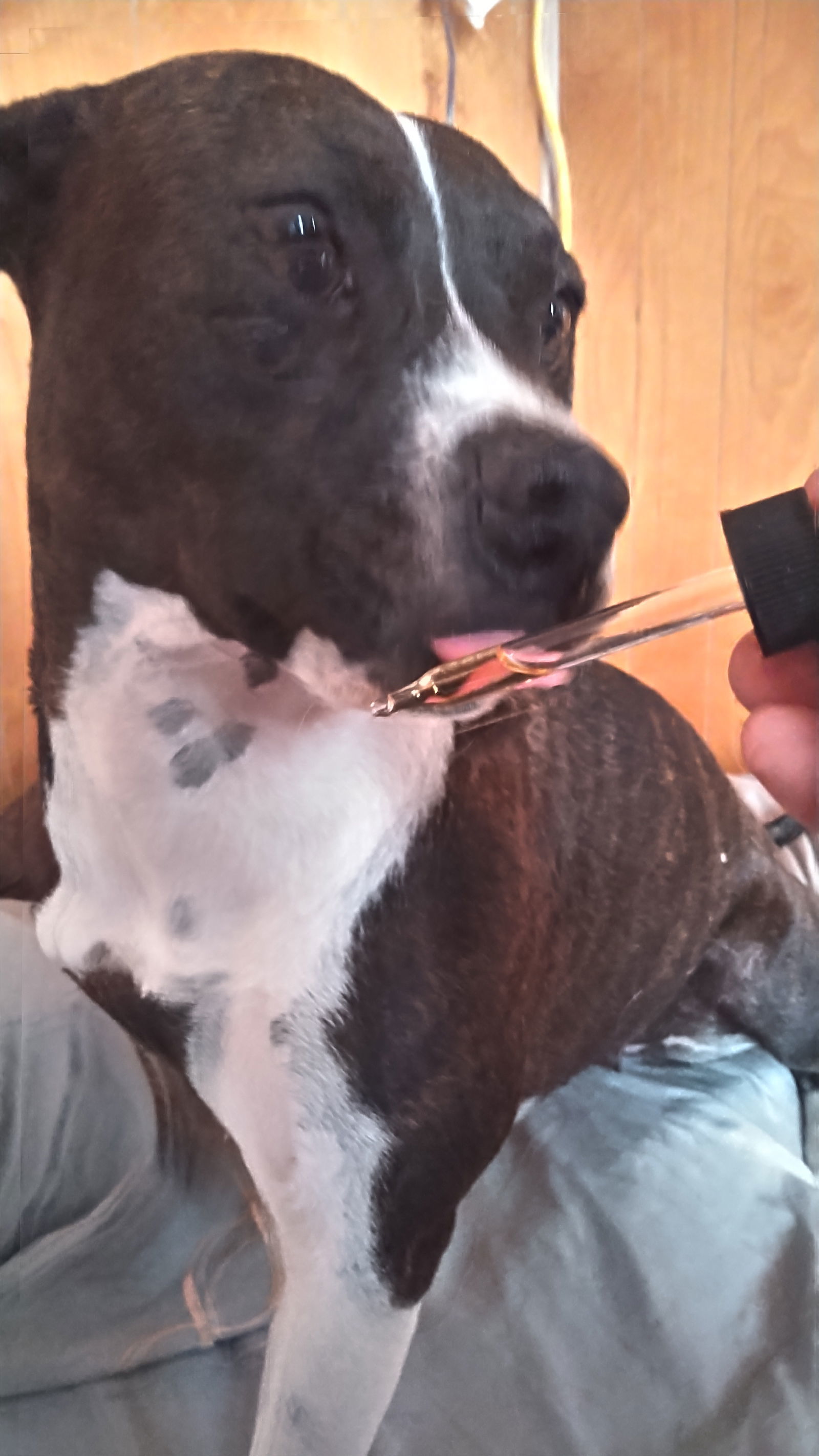 Scarlett, an adoptable American Staffordshire Terrier, Pit Bull Terrier in Orange Grove, TX, 78372 | Photo Image 1