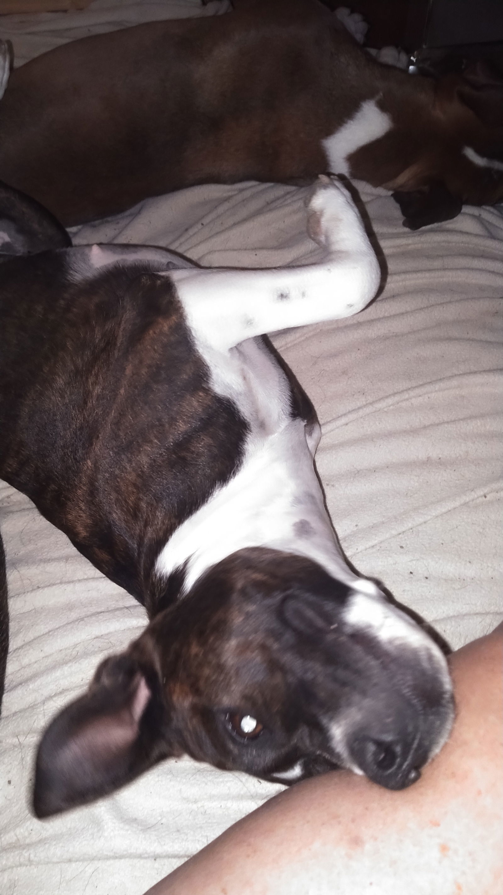 Scarlett, an adoptable American Staffordshire Terrier, Pit Bull Terrier in Orange Grove, TX, 78372 | Photo Image 2