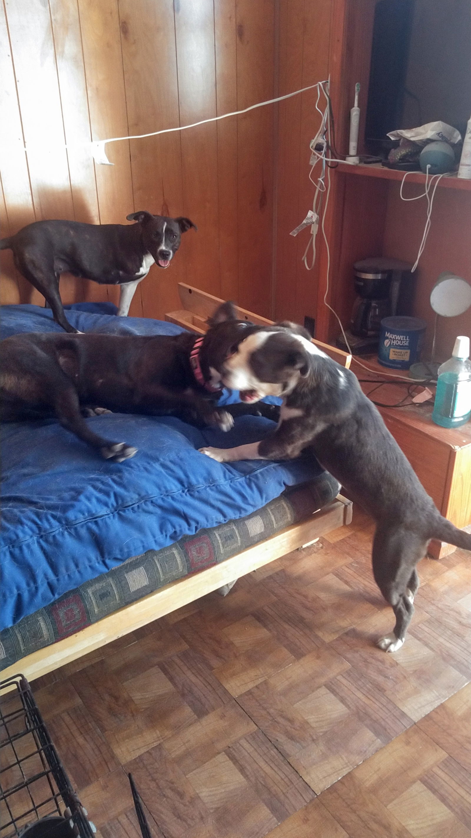 Scarlett, an adoptable American Staffordshire Terrier, Pit Bull Terrier in Orange Grove, TX, 78372 | Photo Image 3