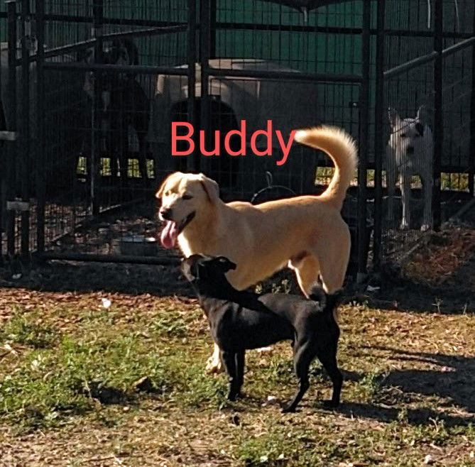 Buddy, an adoptable Labrador Retriever in Orange Grove, TX, 78372 | Photo Image 3