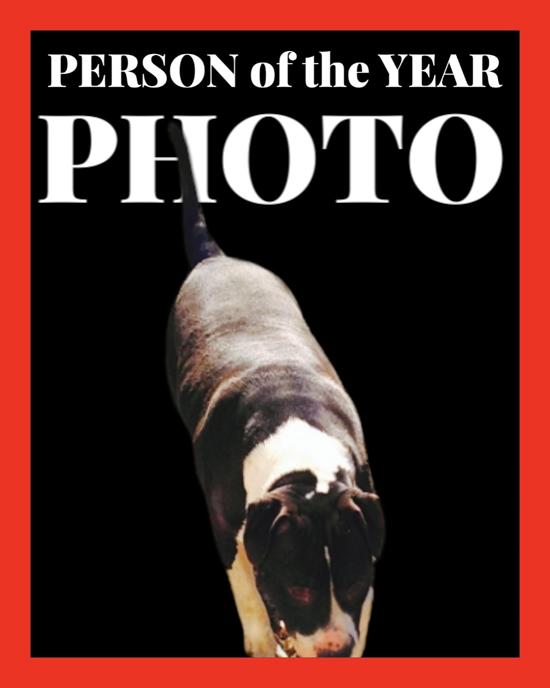 Rooster, an adoptable American Staffordshire Terrier, Great Dane in Orange Grove, TX, 78372 | Photo Image 1