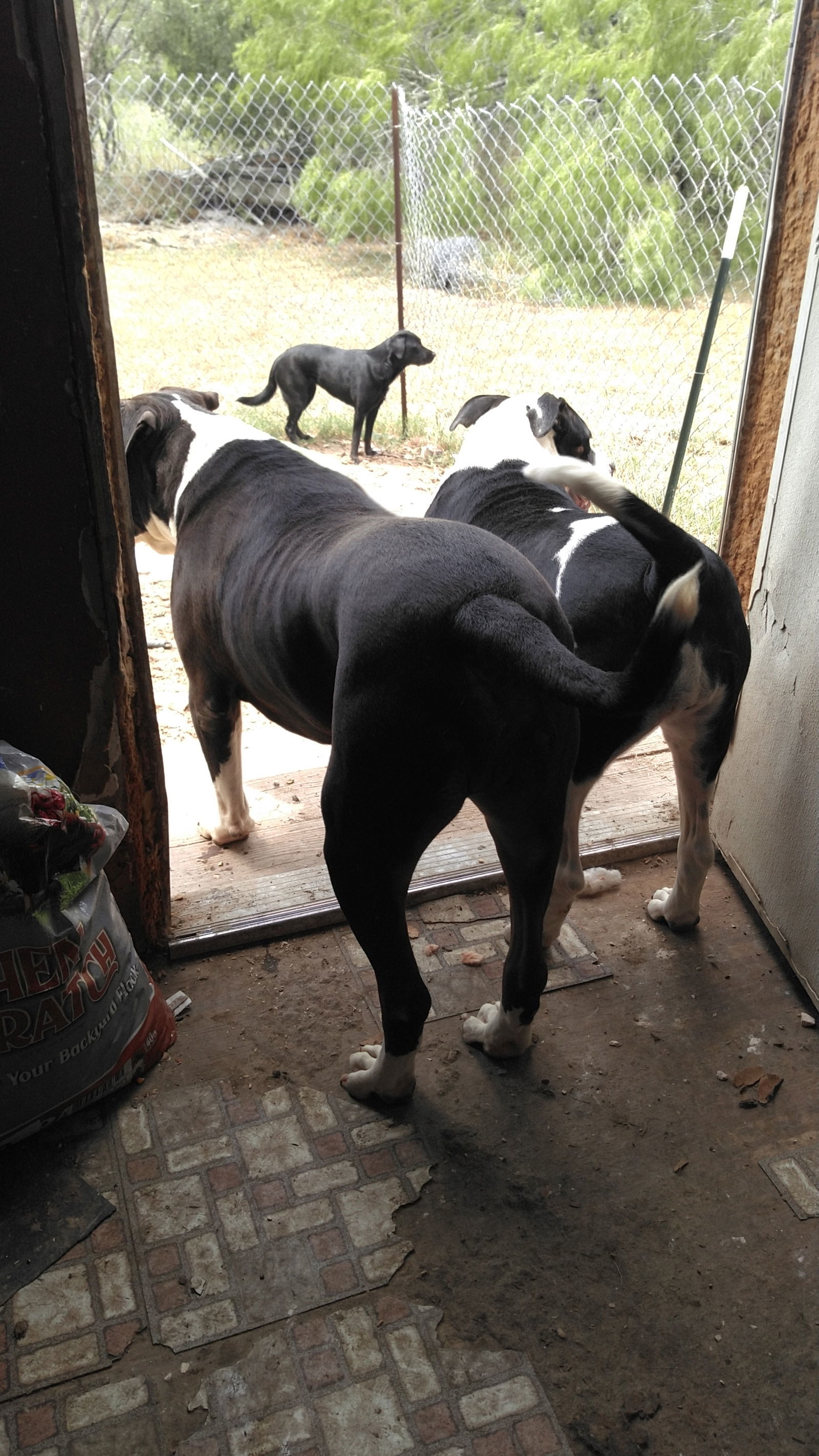 Rooster, an adoptable American Staffordshire Terrier, Great Dane in Orange Grove, TX, 78372 | Photo Image 3