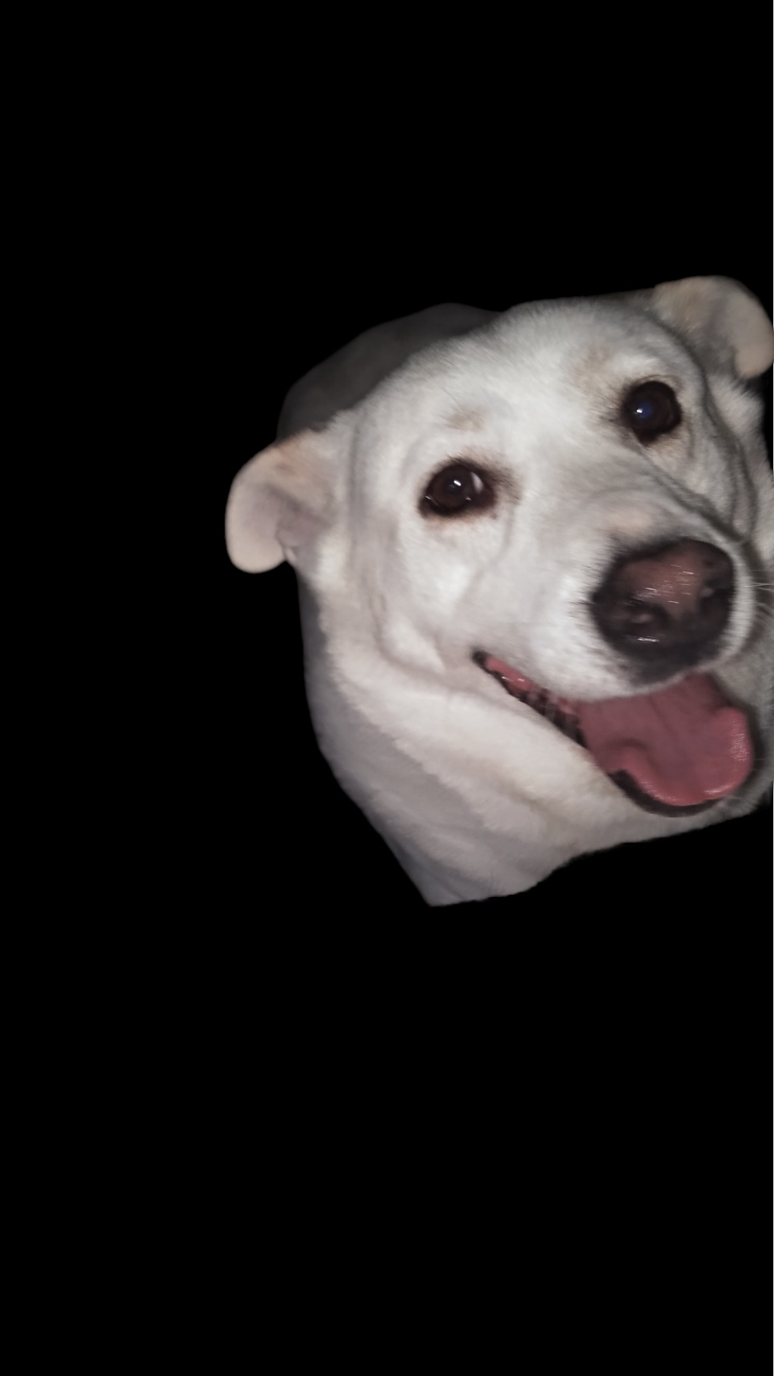 Jamie, an adoptable Husky, German Shepherd Dog in Orange Grove, TX, 78372 | Photo Image 2