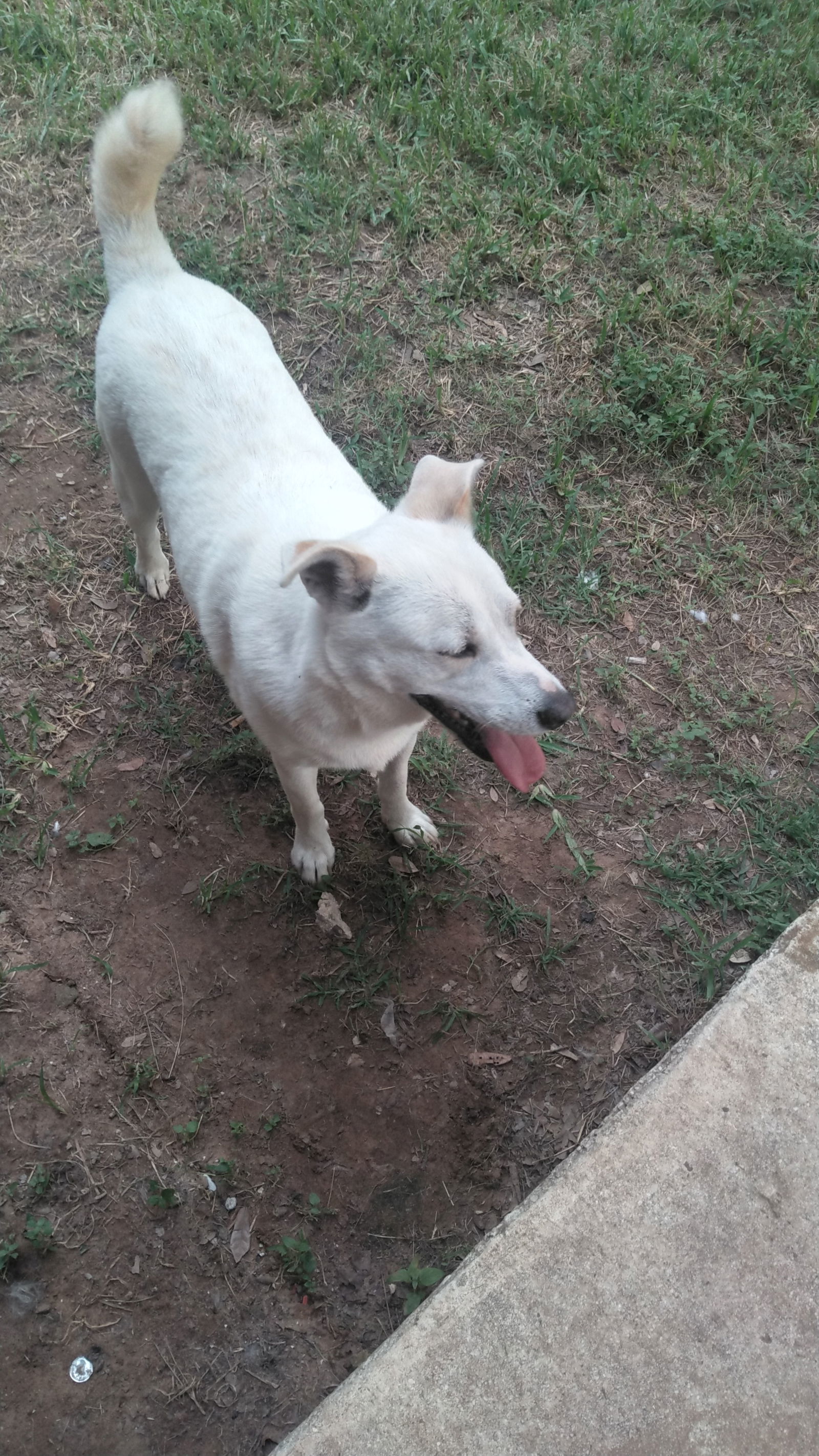 Jamie, an adoptable Husky, German Shepherd Dog in Orange Grove, TX, 78372 | Photo Image 3