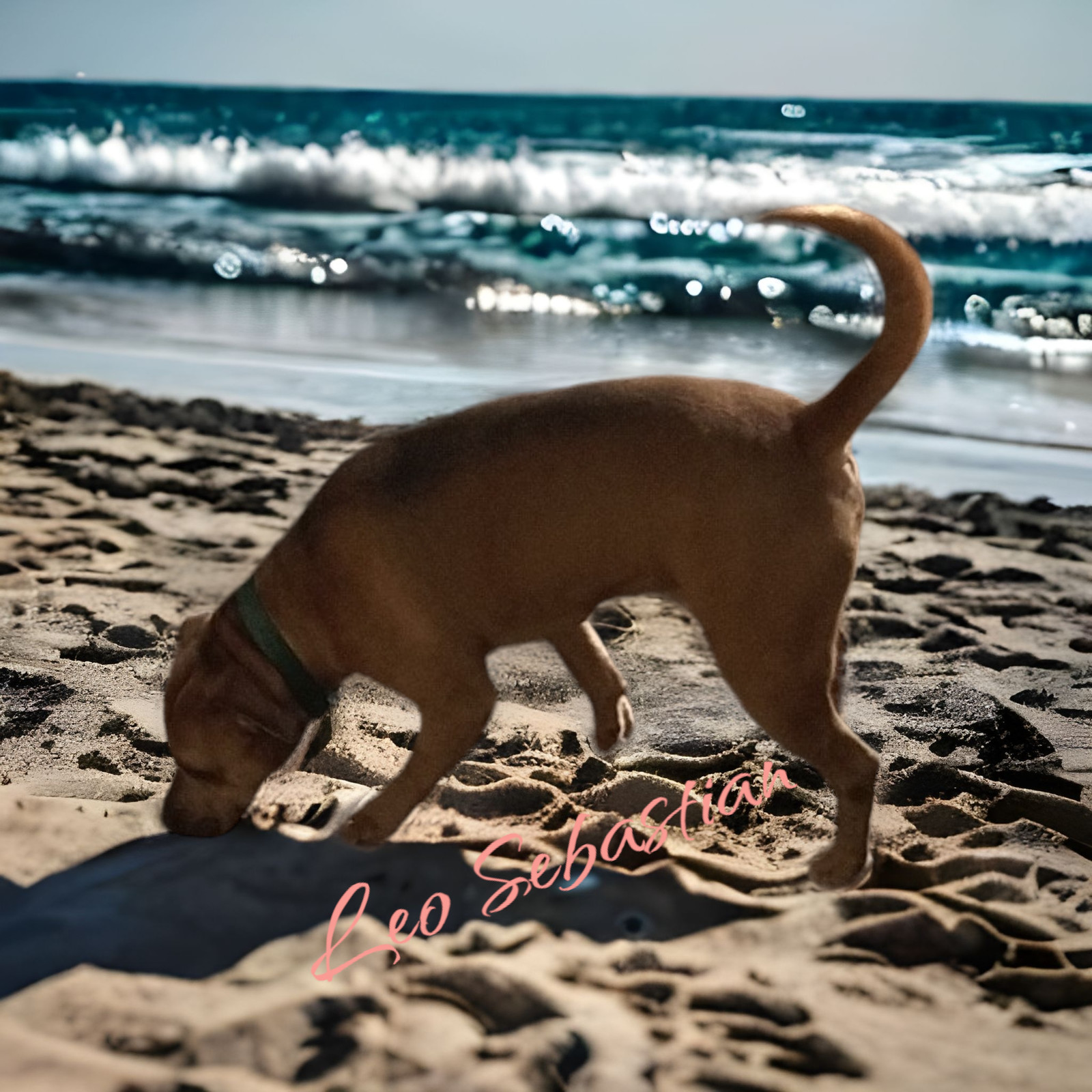 Leo- Sebastian, an adoptable Black Mouth Cur, American Staffordshire Terrier in Orange Grove, TX, 78372 | Photo Image 3