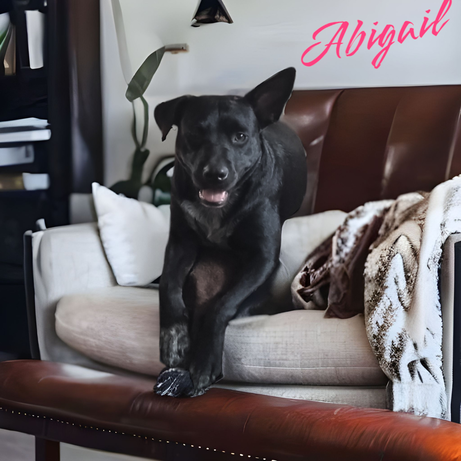 Abbie Gail, an adoptable Pit Bull Terrier, American Staffordshire Terrier in Orange Grove, TX, 78372 | Photo Image 1