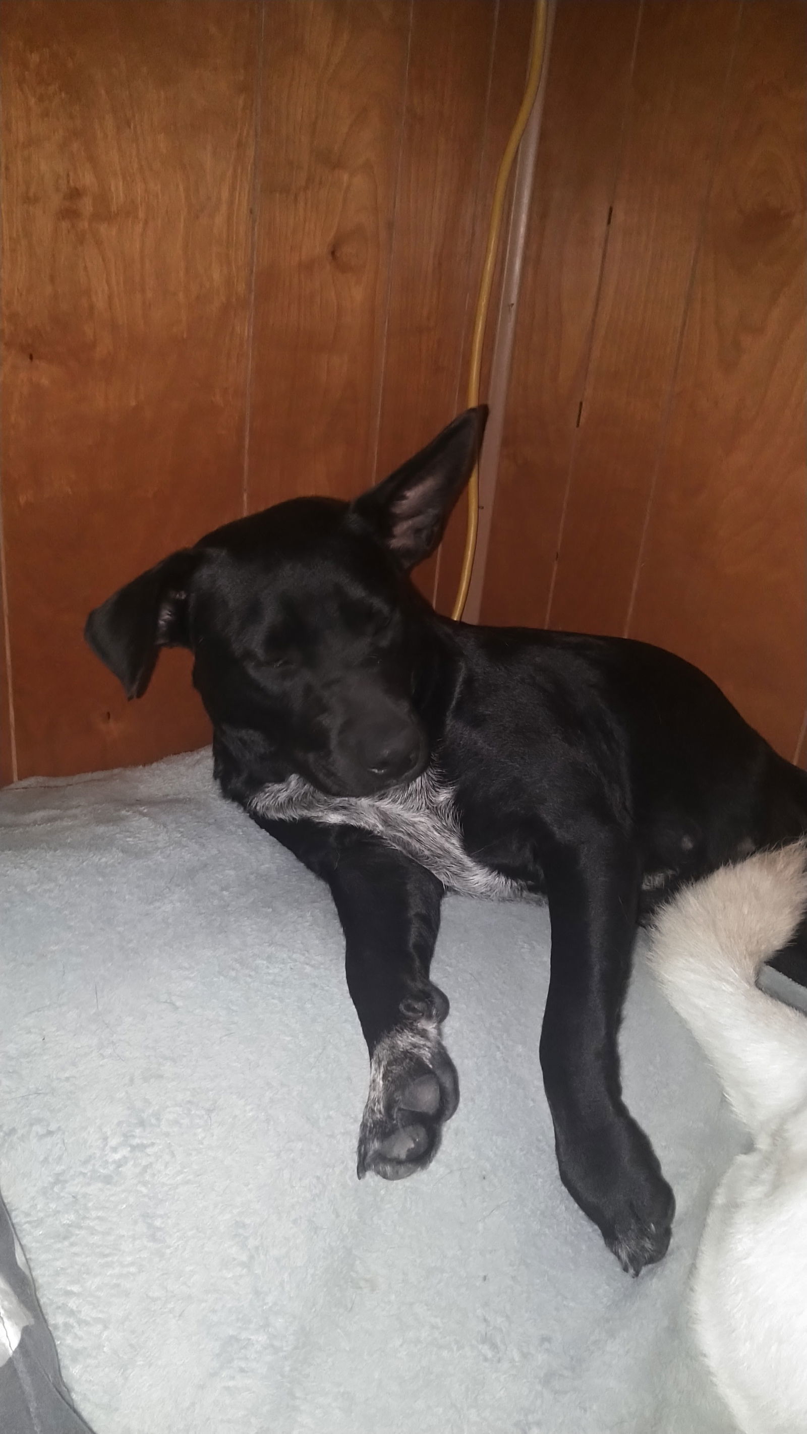 Abbie Gail, an adoptable Pit Bull Terrier, American Staffordshire Terrier in Orange Grove, TX, 78372 | Photo Image 2