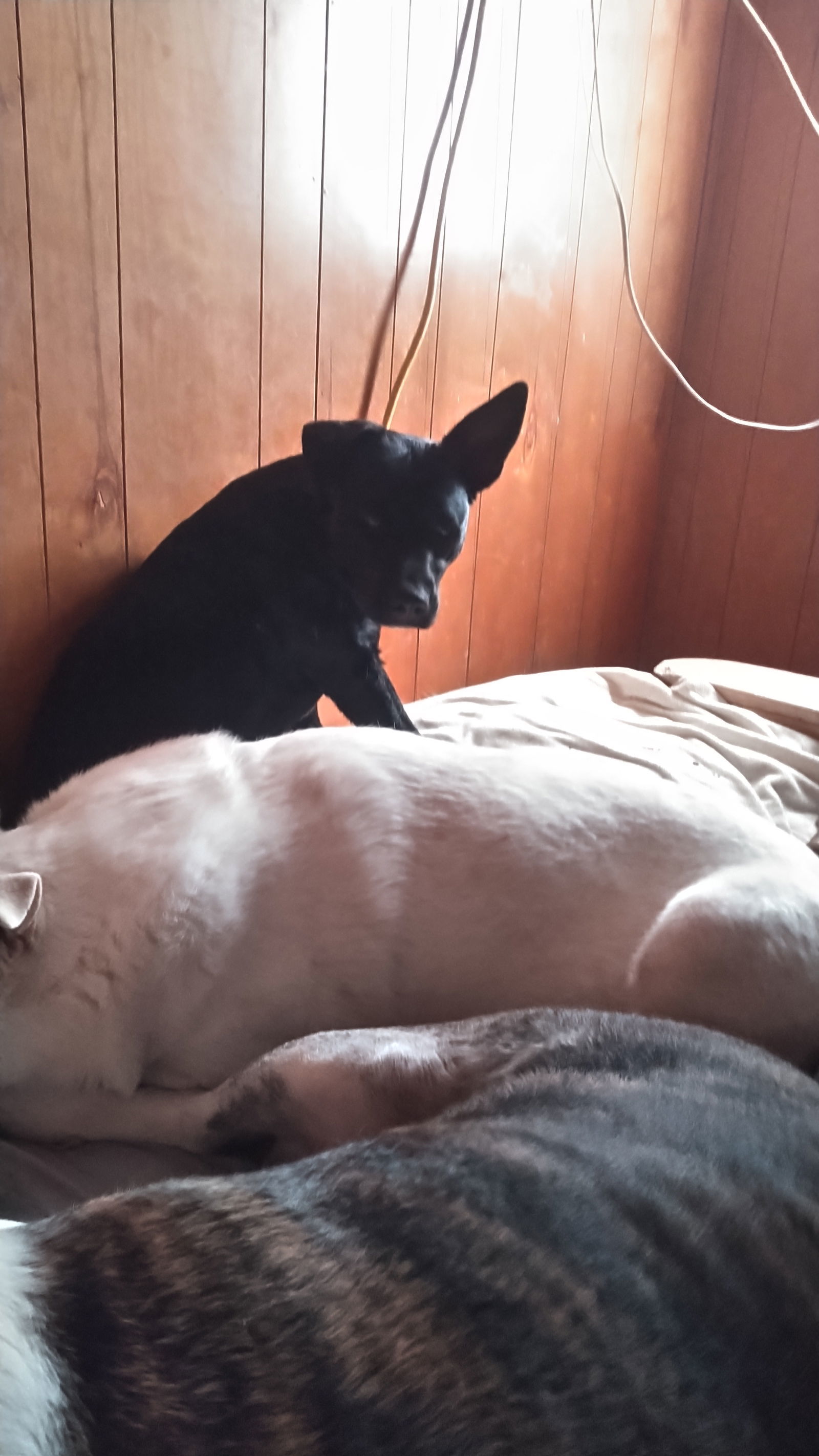 Abbie Gail, an adoptable Pit Bull Terrier, American Staffordshire Terrier in Orange Grove, TX, 78372 | Photo Image 3